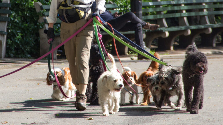 Lee más sobre el artículo Licencia para perros en New York