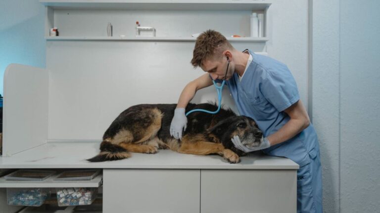 Lee más sobre el artículo Hospitales para perros de bajos recursos