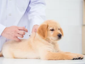 Lee más sobre el artículo Dónde vacunan a los perros gratis