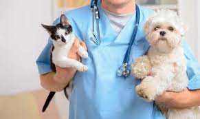 Lee más sobre el artículo ¿Cómo estudiar veterinaria en Estados Unidos?